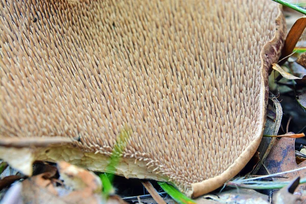 Sarcodon střechovitý houby — Stock fotografie