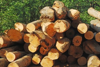 ahşap kayın günlükleri