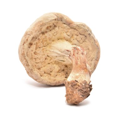 xerocomus mantar beyaz