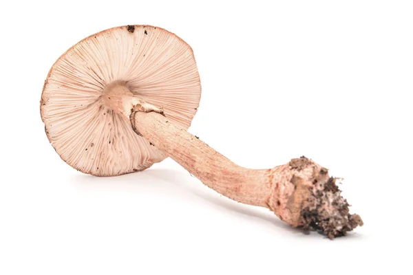 Amanita rubescens cogumelo — Fotografia de Stock