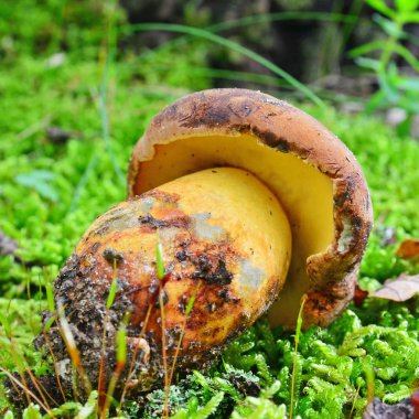 Boletus fragrans mantar
