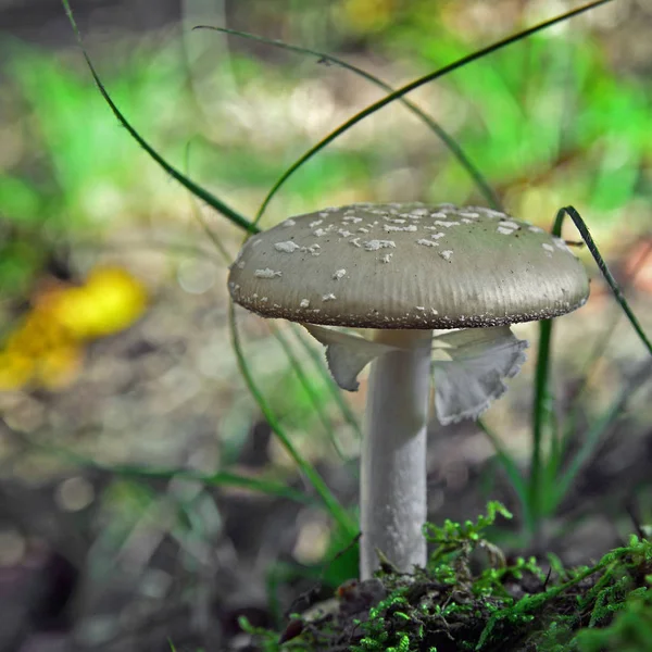 Amanita excelsa mushroom — Stock Photo, Image