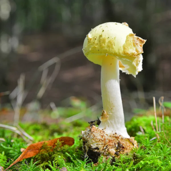 Champignon amanita citrina — Photo