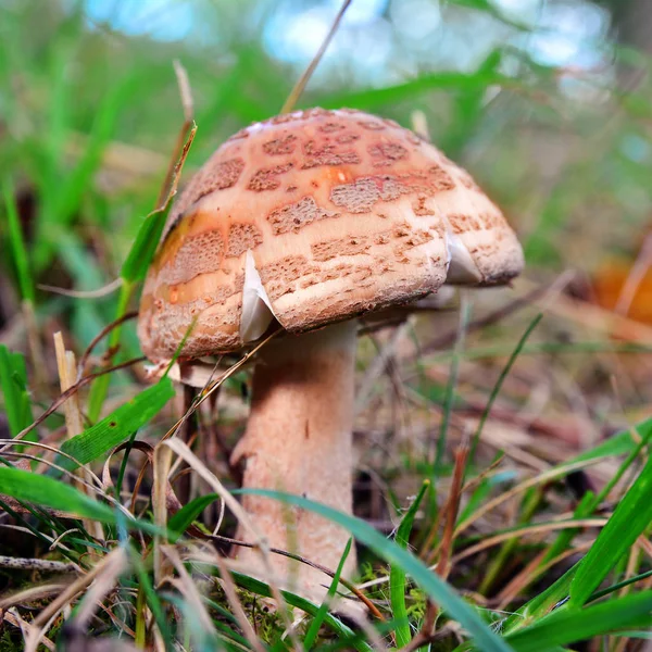 Amanita rubescens paddestoel — Stockfoto