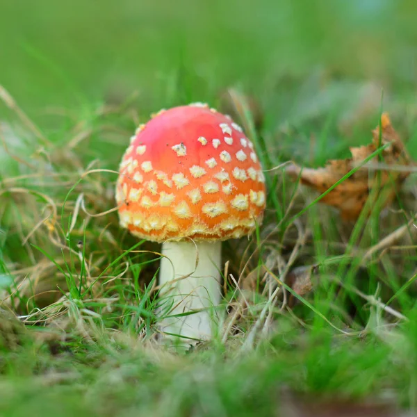 Amanita muscaria mushroom — Stock Photo, Image