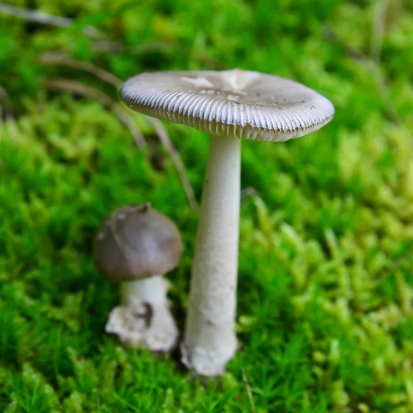 Amanita vaginata houby — Stock fotografie