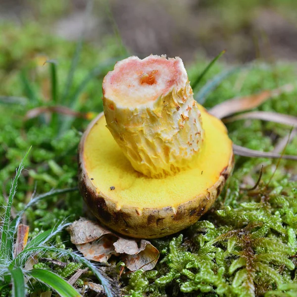 Xerocomus ferrugineus mushroom — Stockfoto