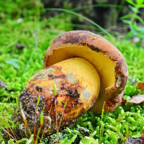 Boletus 목 버섯 — 스톡 사진