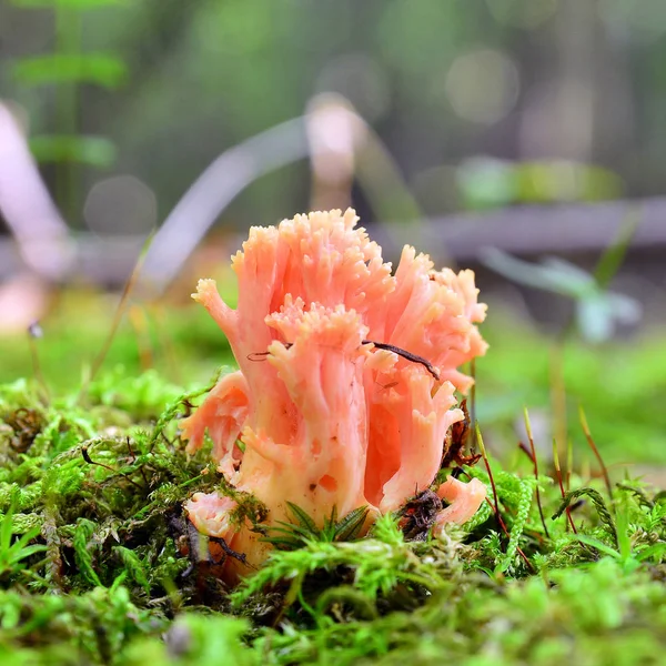 Ramaria 台湾キノコ — ストック写真