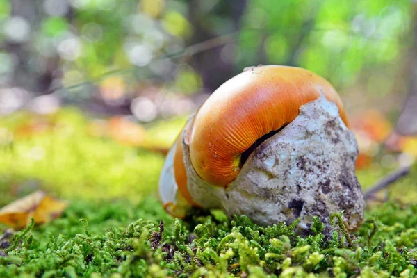 Amanita caesarea paddestoel — Stockfoto