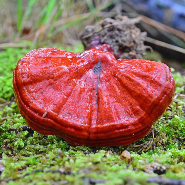 Cogumelo Ganoderma Lucidum — Fotografia de Stock