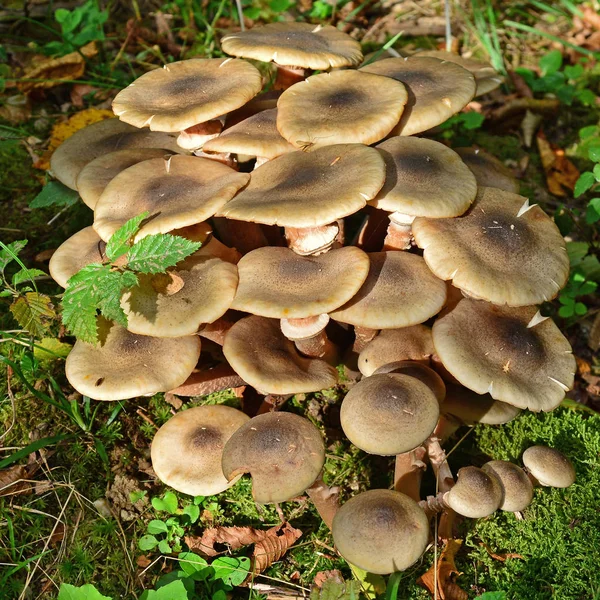 Armillaria seta mellea — Foto de Stock