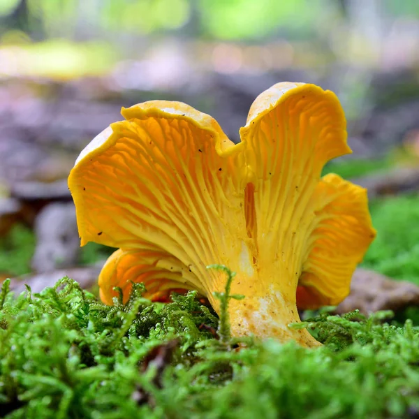 Cantharellus cibarius mantar — Stok fotoğraf