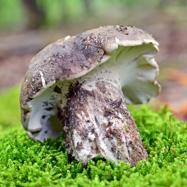 Boletopsis leucomelaena seta — Foto de Stock