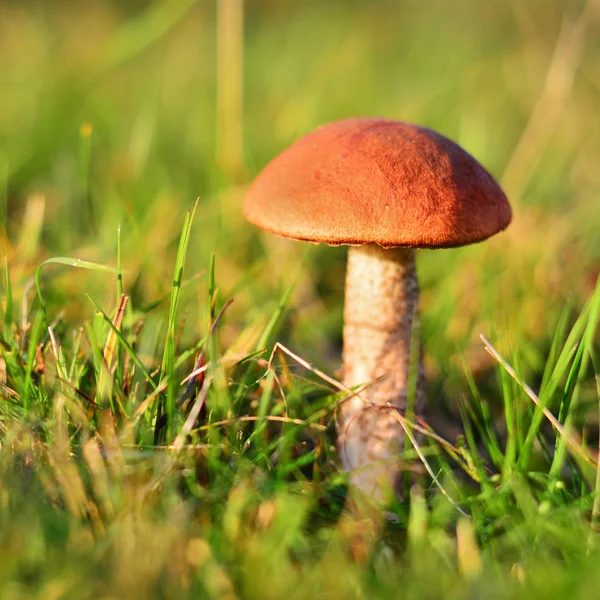 Leccinum aurantiacum mushroom — Stock Photo, Image