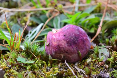 russula vinosa mushroom