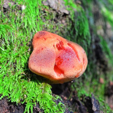 Biftek mantarı mantar 