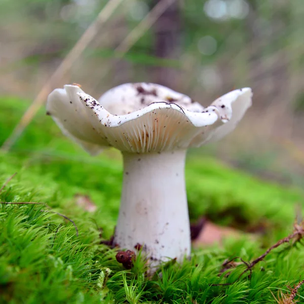Tricholoma album mushroom — Stock Photo, Image