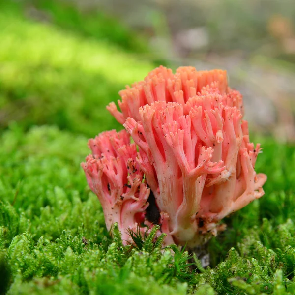 Ramaria botrytis paddestoel — Stockfoto