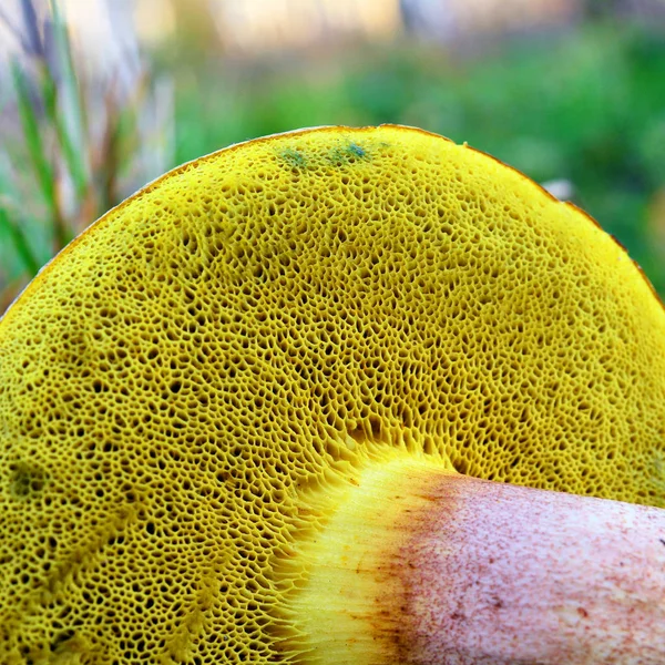 Текстура грибов — стоковое фото