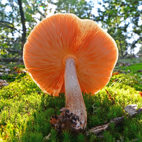 Pluteus pellitus mushroom — Stock Photo, Image