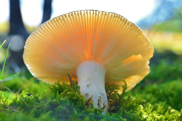 Russula virescens mantar — Stok fotoğraf