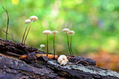 marasmius epiphyllus mushroom