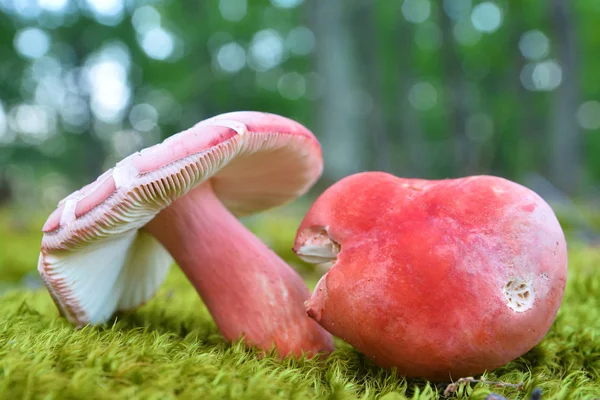 Twee rode paddestoelen — Stockfoto