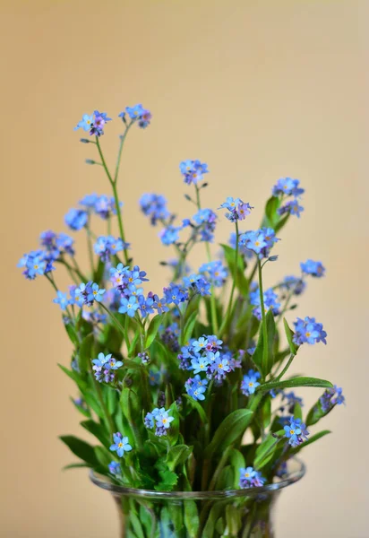 Forget me not — Stock Photo, Image