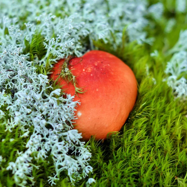 Mushroom moss and lichen — Stock Photo, Image