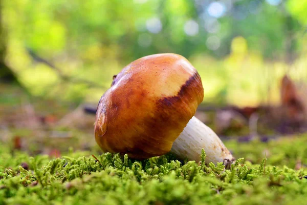 Russula foetens mushroom — Stock Photo, Image