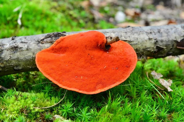 Pycnoporus cinnabarinus svamp — Stockfoto