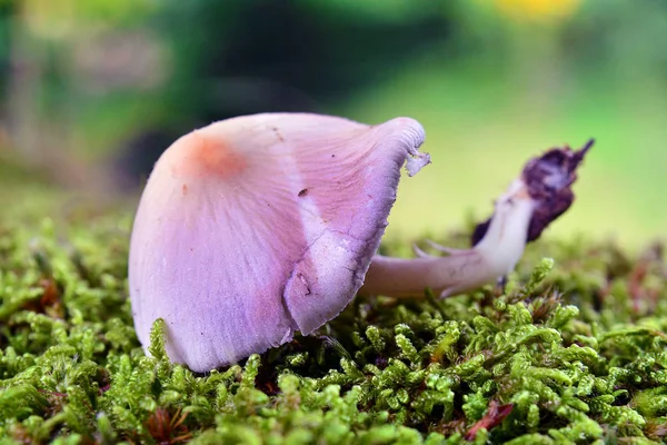 Purple mycena mushroom — Stock Photo, Image