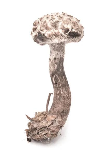 Šiškovec černý houby — Stock fotografie