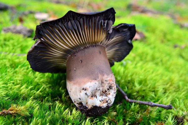 Holubinka nigricans houby — Stock fotografie