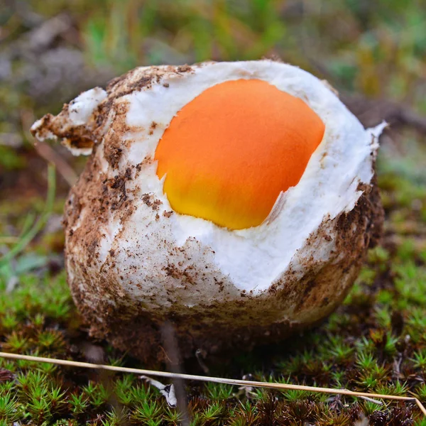 버섯이 이사 랴 전구 — 스톡 사진