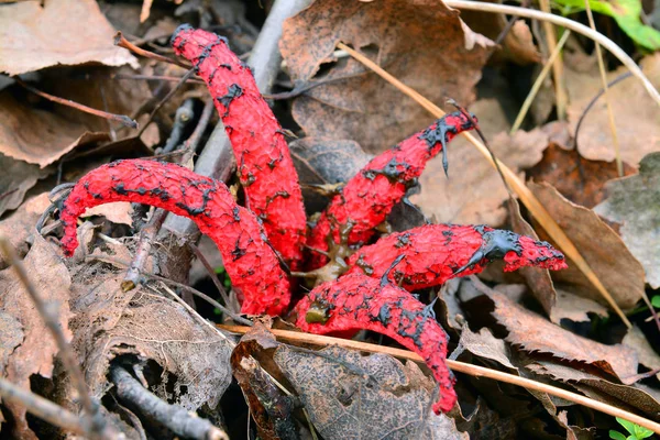 Clathrus archeri μανιτάρι — Φωτογραφία Αρχείου