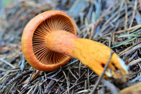 Croogomphus helveticus mushroom — Stock Photo, Image