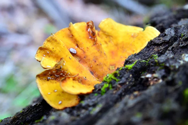 노란 stereum 버섯 — 스톡 사진
