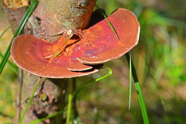 Daedaleopsis tricolor mushroom — Stockfoto