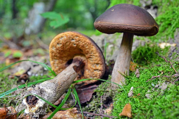 Лекциний псевдокабачковый гриб — стоковое фото