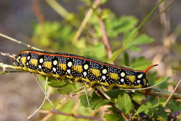 Brunsprötad euphorbiae caterpillar — Stockfoto