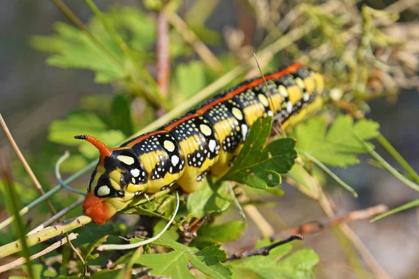 Hyles euphorbiae caterpillar — Stockfoto