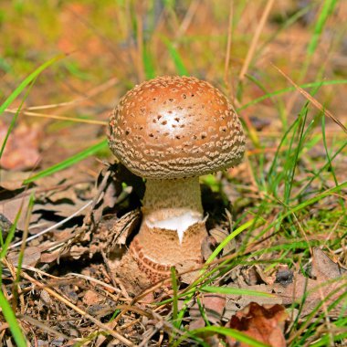   Amanita rubescens mantar 