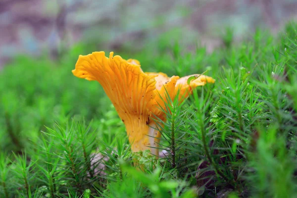 Лисичка, cantharellus cibarius — стокове фото