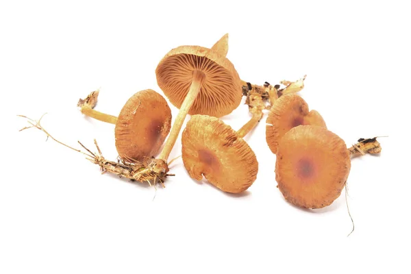 Xerula radicata mushroom — 스톡 사진