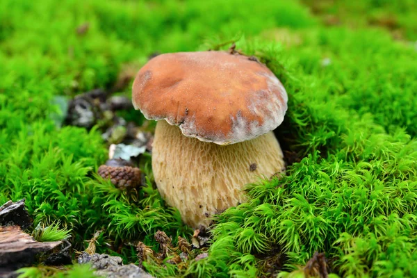 Boletus edulis paddestoel — Stockfoto