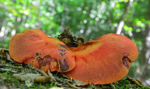 Fistulina hepatica paddestoel — Stockfoto