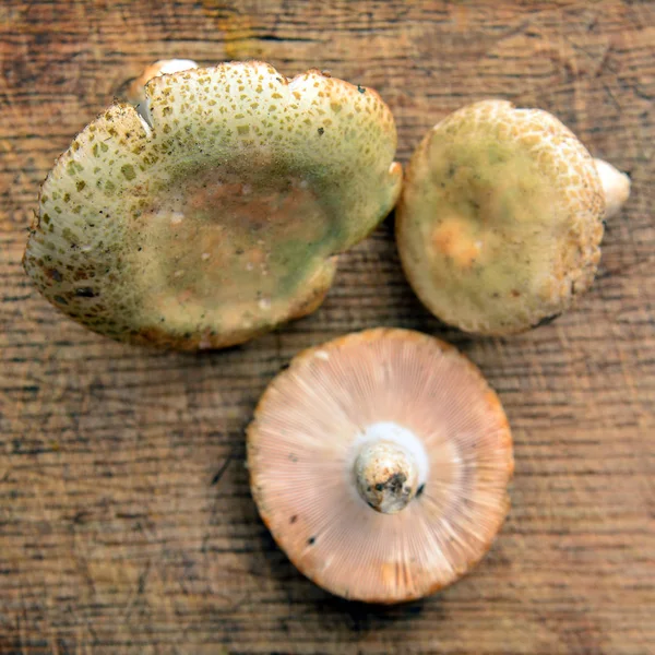 Russula virescens svamp — Stockfoto