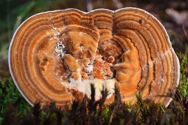 Lenzites betulina cogumelo — Fotografia de Stock